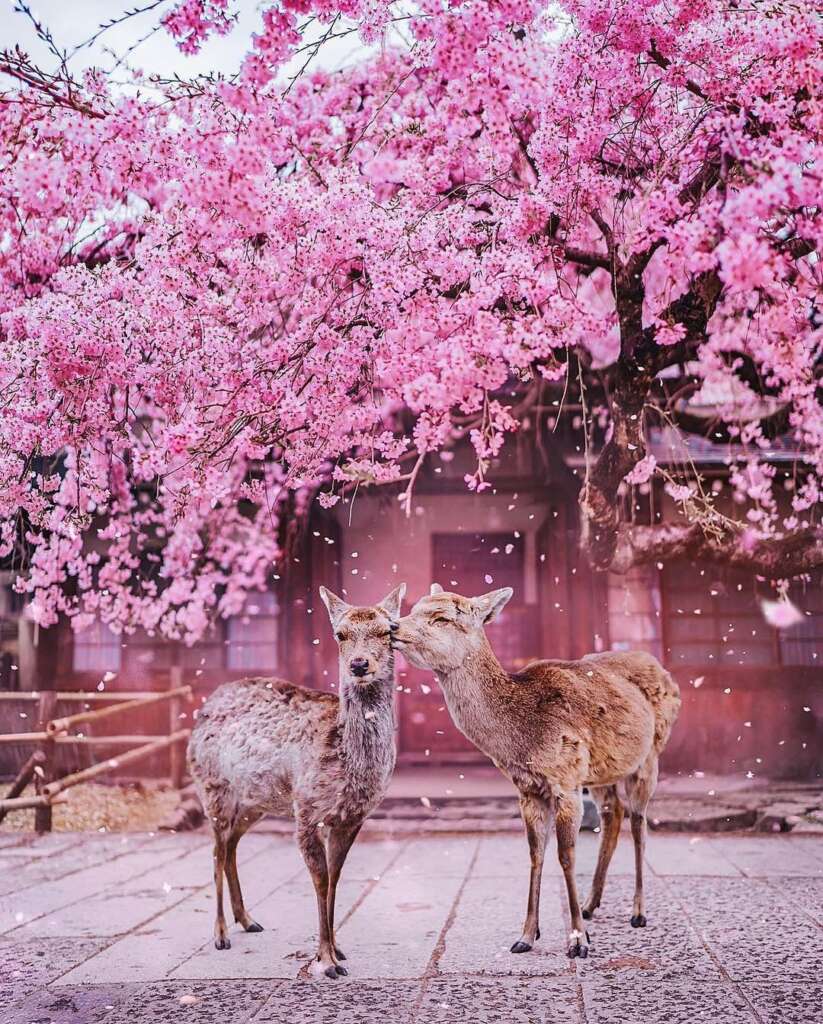 ESENCIA JAPONESA EN EL PARQUE DE NARA